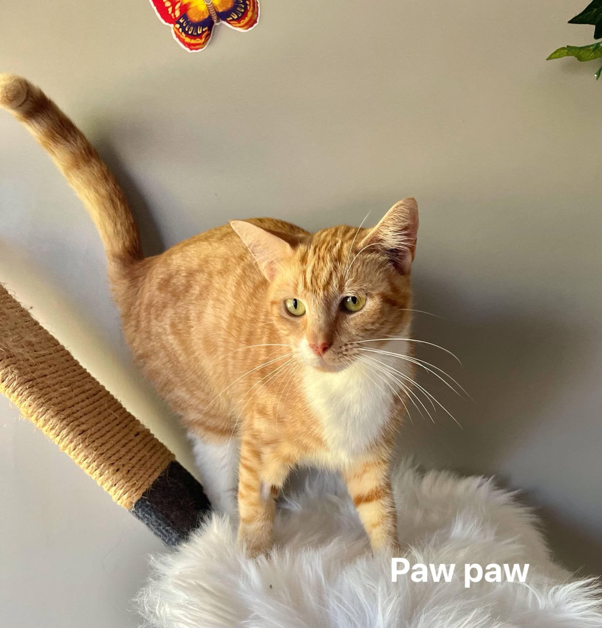 Paw Paw Paw Paw